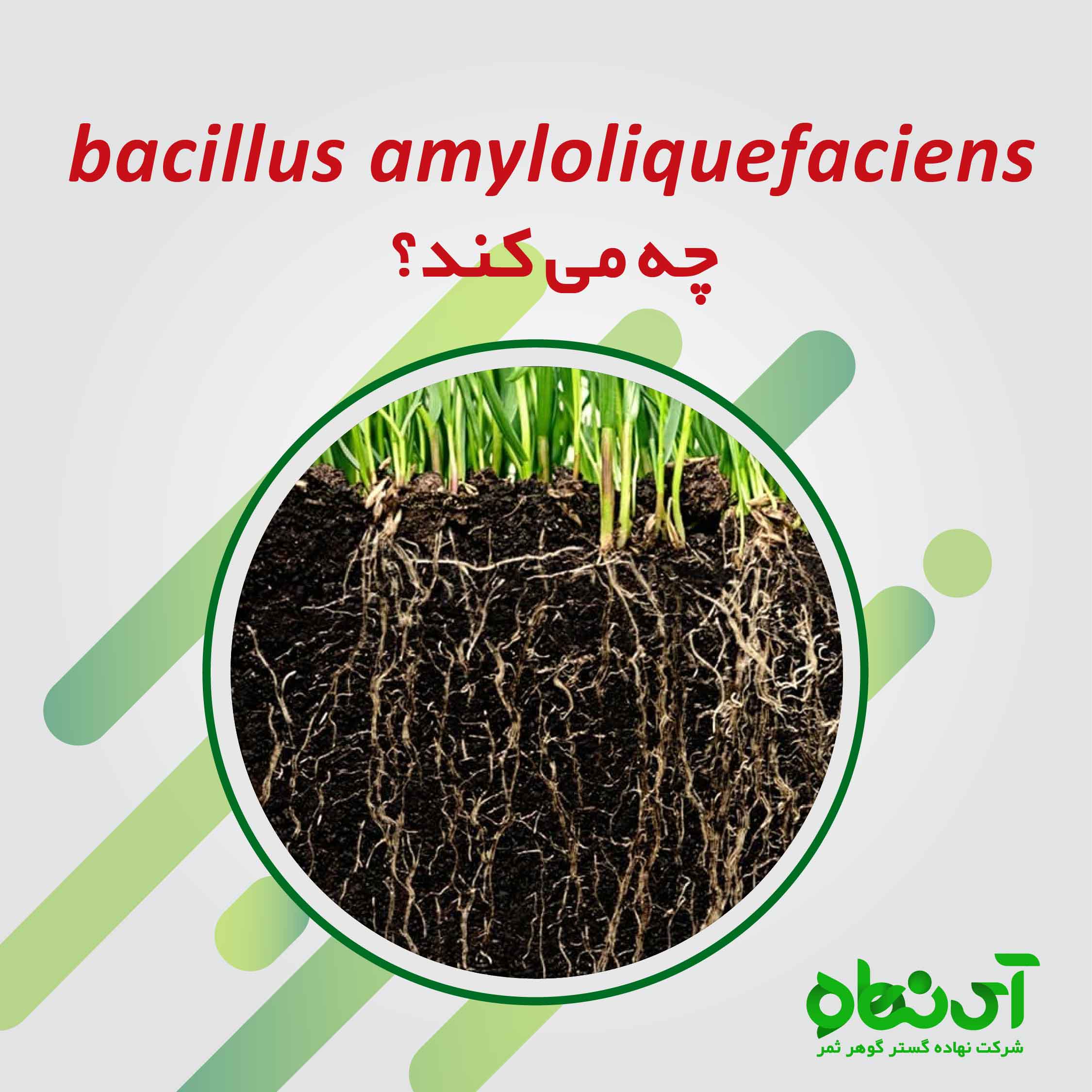 bacillus amyloliquefaciens چه می کند؟
